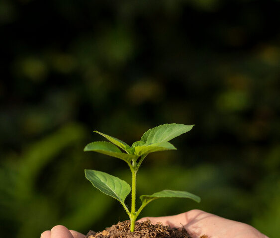 close-up-soil-sprout