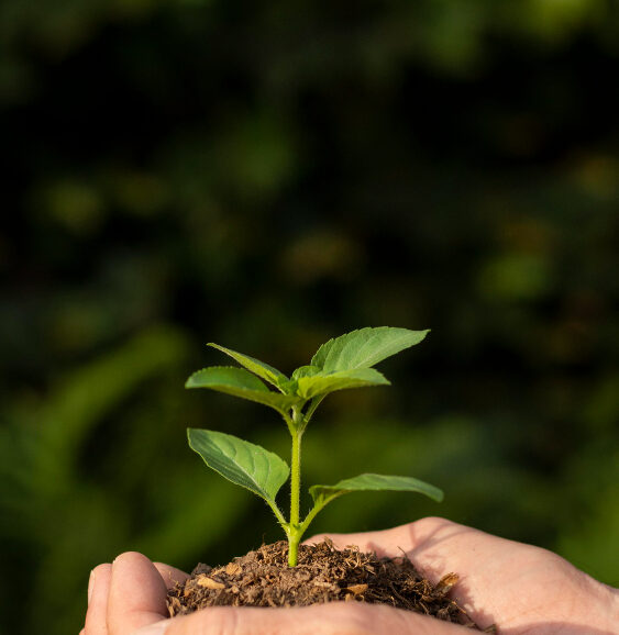 close-up-soil-sprout