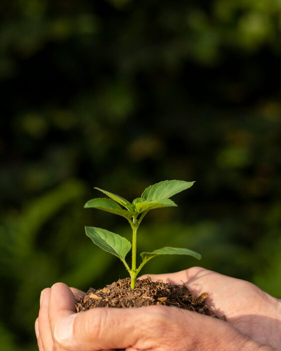 close-up-soil-sprout