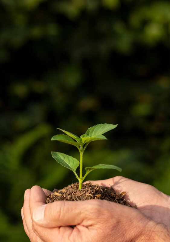 close-up-soil-sprout